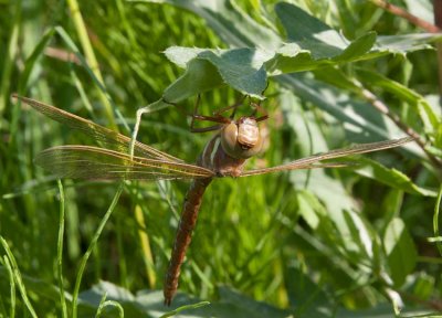 Brun mosaikslända (Aeshna grandis)