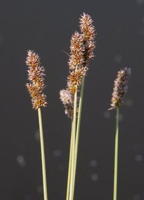 Piggstarr (Carex spicata)