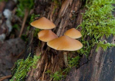 Gifthtting (Galerina marginata)