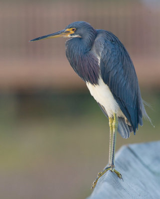 Tricolored Heron (Egretta tricolor)