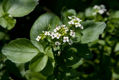 Kllfrne (Nasturtium officinale)