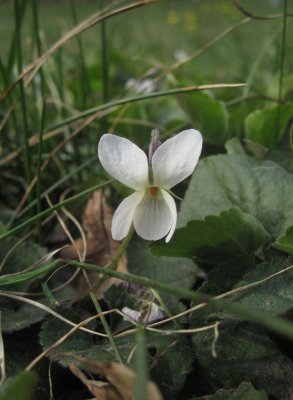 Silverviol (Viola alba), hybrid