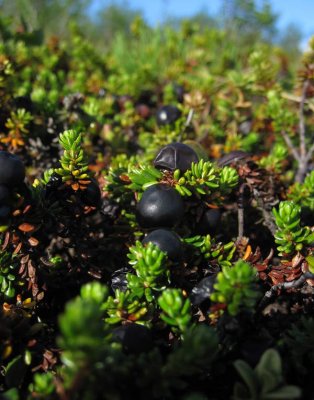 Nordkrkbr (Empetrum nigrum ssp. hermaphroditum)