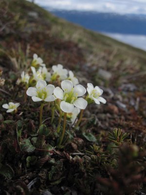 Fjällgröna (Diapensia lapponica)