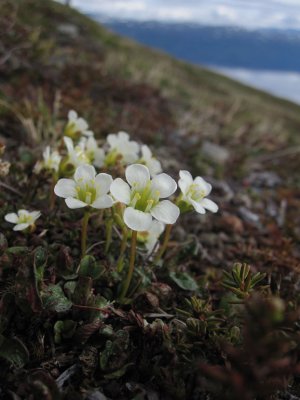 Fjllgrna (Diapensia lapponica)