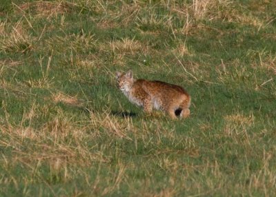 Eurasian Lynx (Lynx lynx)