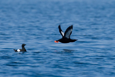 Black Guillemot (Cepphus grylle)