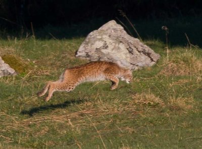 Eurasian Lynx (Lynx lynx)