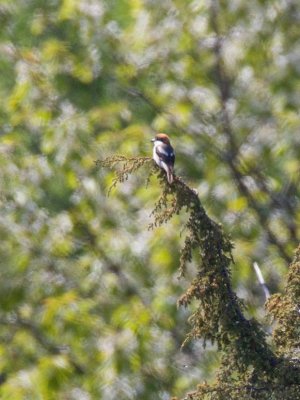 Woodchat Shrike (Lanius senator)