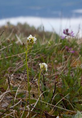 Fjlltrav (Arabis alpina)