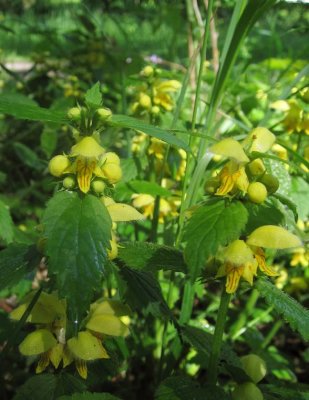 Berggulplister (Lamiastrum galeobdolon ssp. montanum)