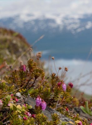 Lappljung (Phyllodoce caerulea)