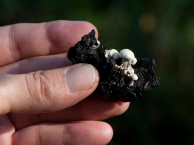 Stoftkremling (Asterophora lycoperdoides)