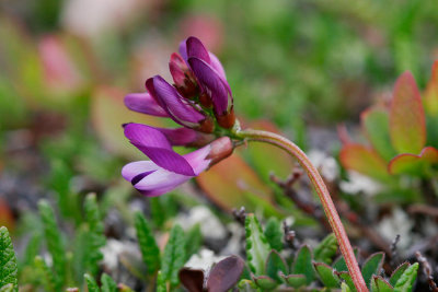 Lappvedel (Oxytropis lapponica)