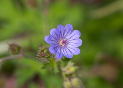 Brandnva (Geranium lanuginosum)