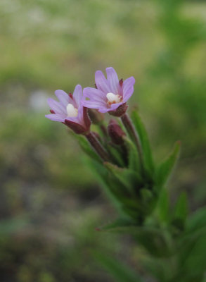 Alaskadunrt (Epilobium glandulosum)