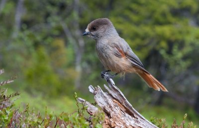 Siberian Jay (Perisoreus infaustus)