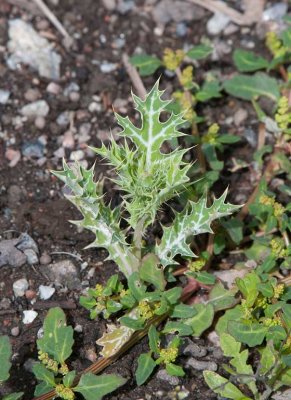 Gul taggvallmo (Argemone mexicana)