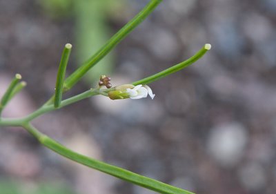 Kltrav (Conringia orientalis)