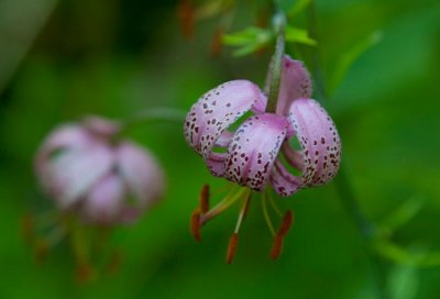 Krollilja (Lilium martagon)