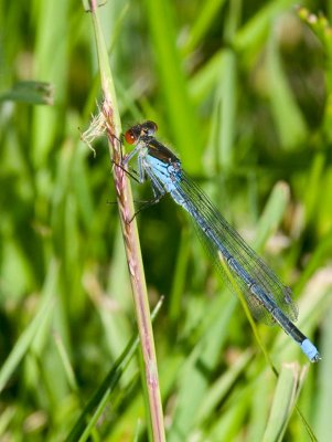  Strre rdgonflickslnda (Erythromma naja)