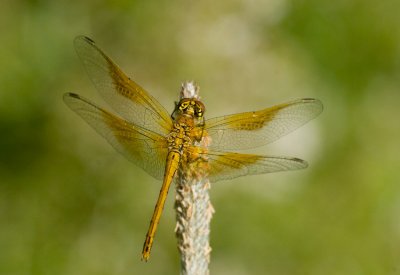 Gulflckad ngstrollslnda (Sympetrum flaveolum)