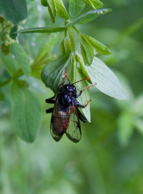 Stor klubbhornsstekel (Cimbex femoratus)