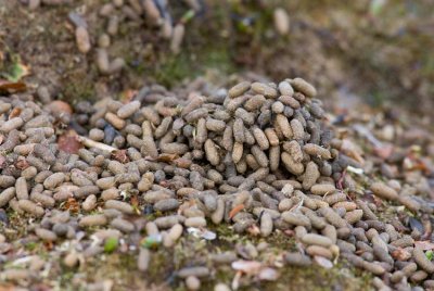 Fjällämmel (Lemmus lemmus)