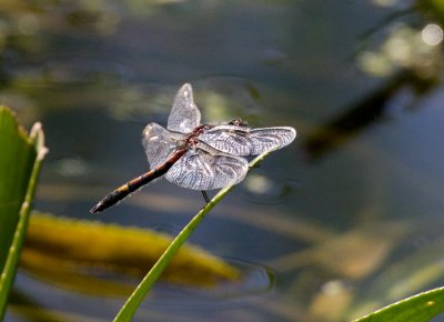 Citronfläckad kärrtrollslända (Leucorrhinia pectoralis)