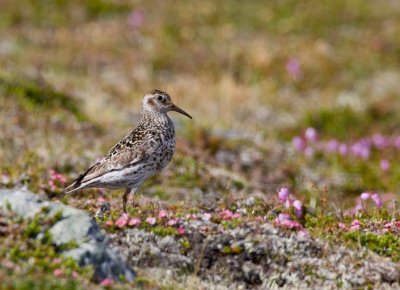 Purple Sandpiper (Calidris maritima)