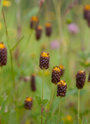 Brunklver (Trifolium spadiceum)