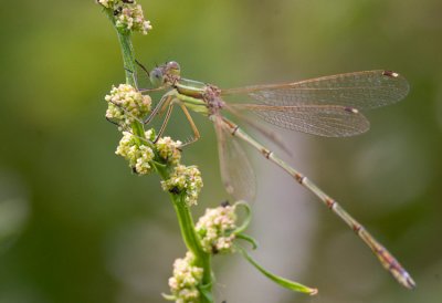 Vandrande smaragdflickslnda (Lestes barbarus)