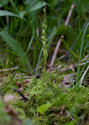 Knottblomster (Microstylis monophyllos)