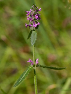 Humlesuga (Stachys officinalis)