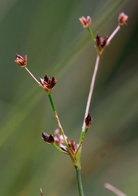 Torvtg (Juncus alpinoarticulatus ssp. alpinoarticulatus)