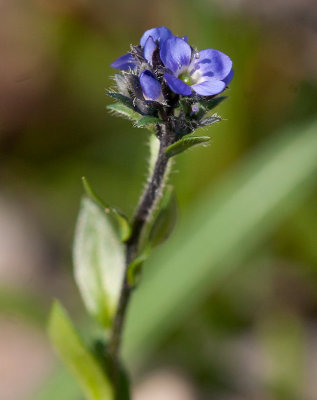 Fjällveronika (Veronica alpina)