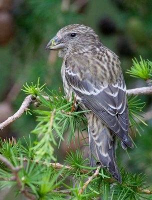 Red Crossbill (Loxia curvirostra)