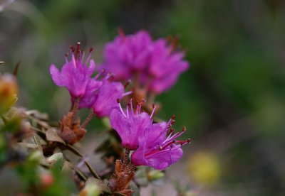 Lapsk alpros (Rhododendron lapponicum)