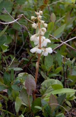 Norskpyrola (Pyrola rotundifolia ssp. norvegica)
