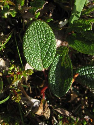 Nätvide (Salix reticulata)