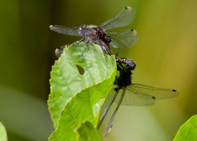 Citronfläckad kärrtrollslända (Leucorrhinia pectoralis)