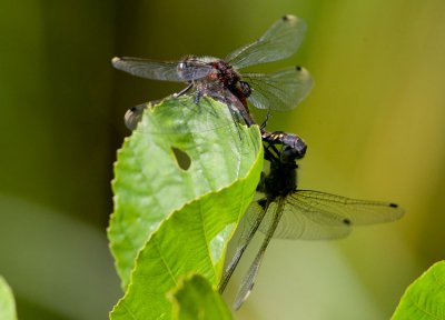 Citronflckad krrtrollslnda (Leucorrhinia pectoralis)