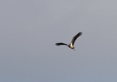 Black Stork (Ciconia nigra)