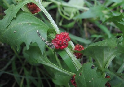 Brmlla (Chenopodium foliosum)