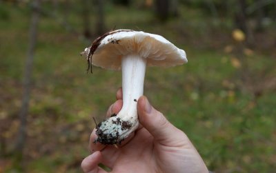 Silkesmusseron (Tricholoma columbetta)