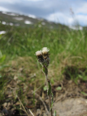 Fjällkattfot (Antennaria alpina)