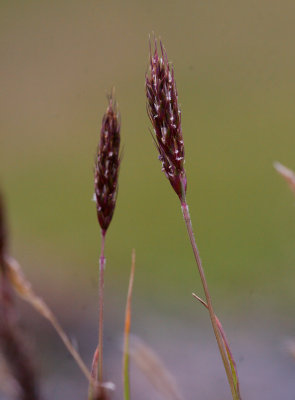 Fjllhavre (Trisetum spicatum ssp. spicatum)