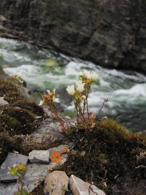 Tuvbrcka (Saxifraga cespitosa)