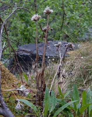 Fjällskära (Saussurea alpina)
