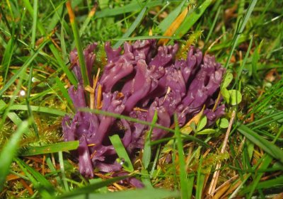 Violett fingersvamp (Clavaria zollingeri)